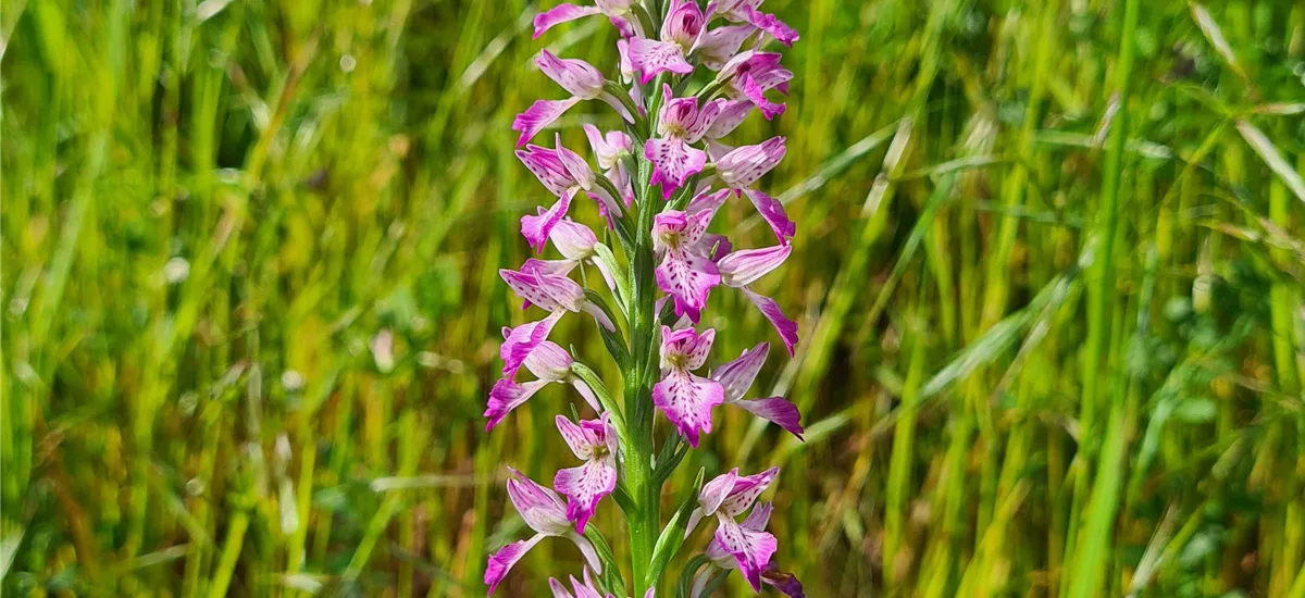 Iberisches Knabenkraut - Freilandorchidee 1 kräftige, blühstarke Knolle