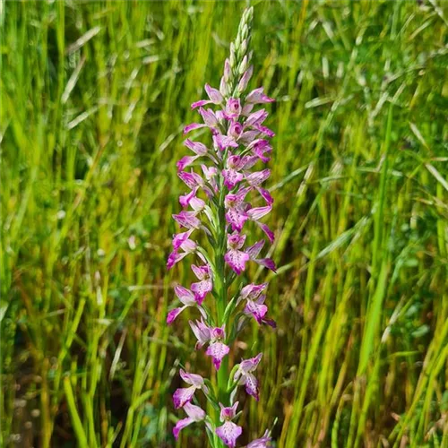 Iberisches Knabenkraut - Freilandorchidee