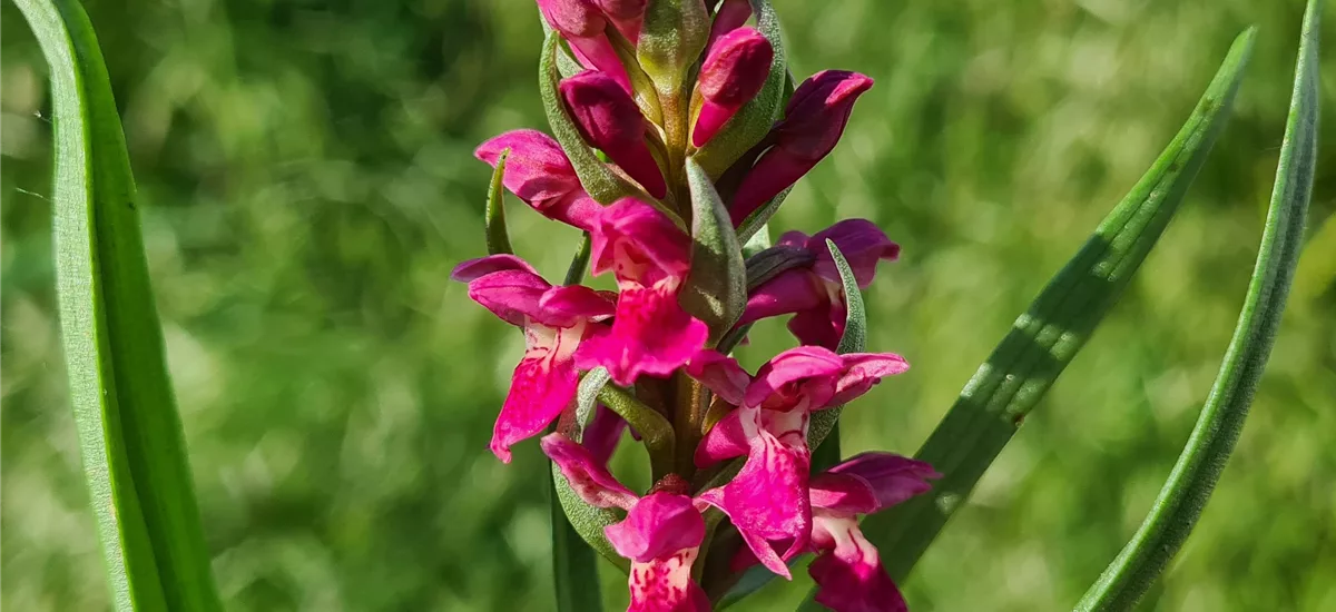 Fleischfarbenes Knabenkraut Hybride -Freilandorchidee 1 kräftige, blühstarke Knolle