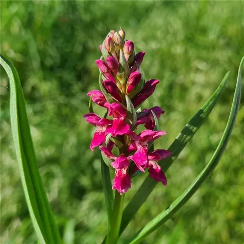 Fleischfarbenes Knabenkraut Hybride -Freilandorchidee