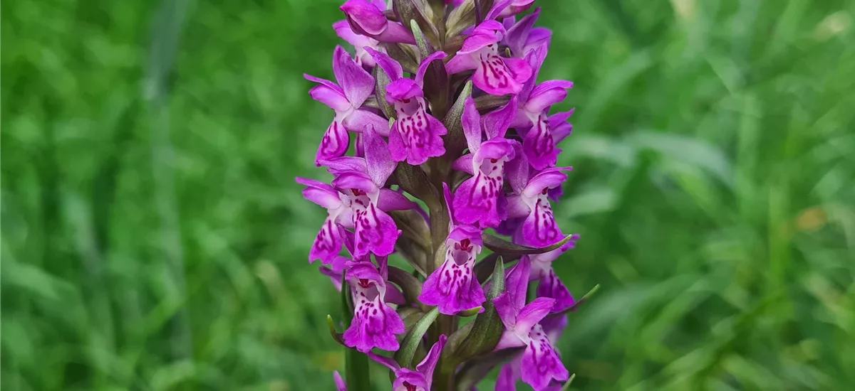 Purpurblütiges Knabenkraut - Freilandorchidee 1 kräftige, blühstarke Knolle