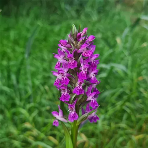 Purpurblütiges Knabenkraut - Freilandorchidee 