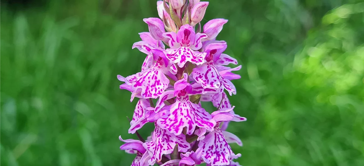 Geflecktes Knabenkraut - Freilandorchidee 1 kräftige, blühstarke Knolle