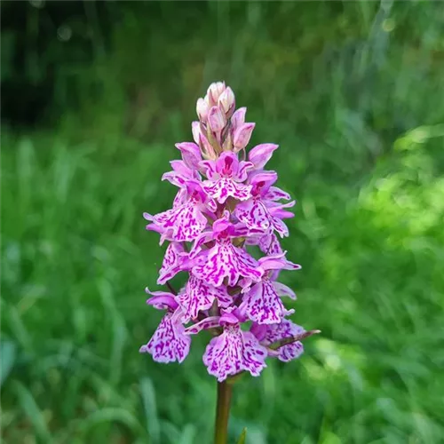 Geflecktes Knabenkraut - Freilandorchidee 