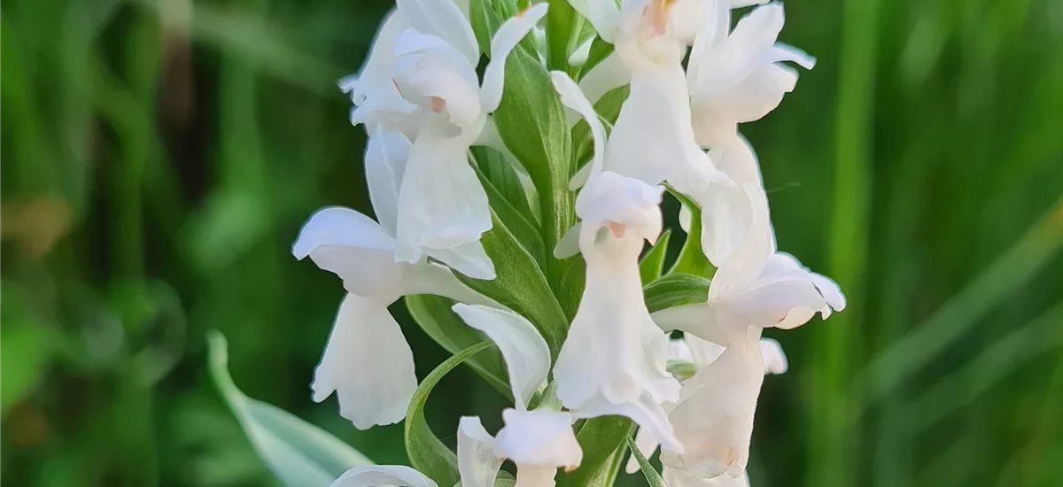 Frühes Knabenkraut - Freilandorchidee 1 kräftige, blühstarke Knolle