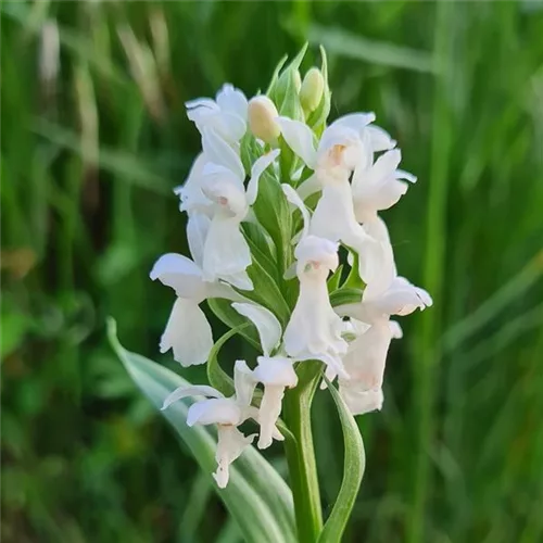 Frühes Knabenkraut - Freilandorchidee