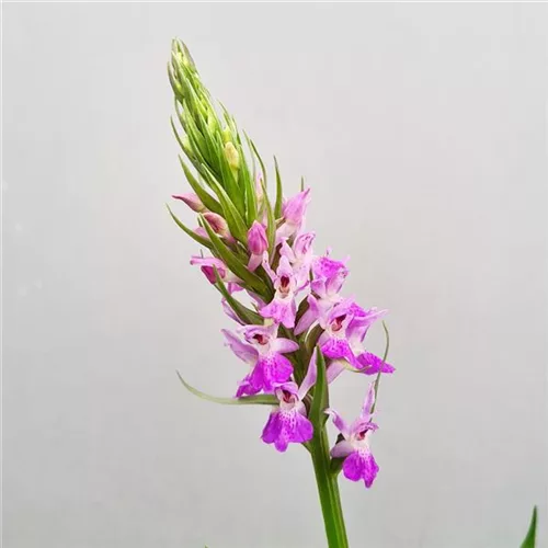 Persisches Knabenkraut - Freilandorchidee 