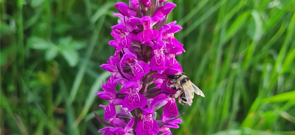 Purpurblütiges Knabenkraut - Freilandorchidee 1 kräftige, blühstarke Knolle