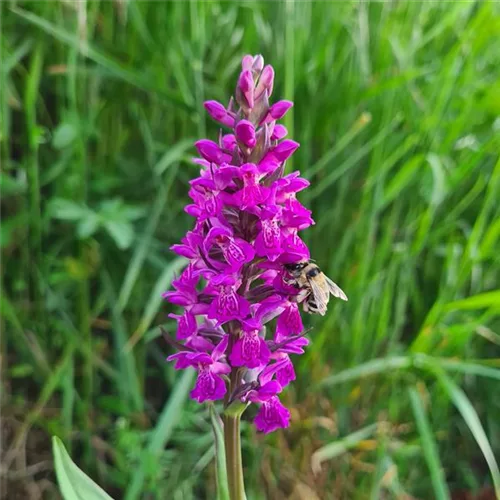 Purpurblütiges Knabenkraut - Freilandorchidee