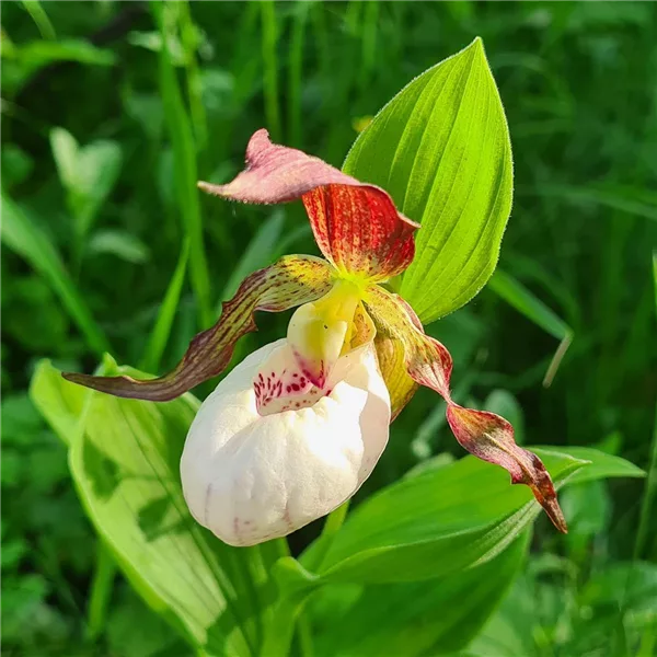 Gartenorchidee Frauenschuh 'Gisela' weisser Schuh