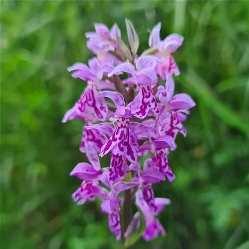 Breitblättriges Knabenkraut-Hybriden - Freilandorchidee 