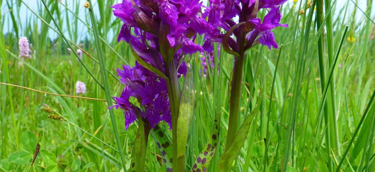 Breitblättriges Knabenkraut - Freilandorchidee 1 kräftige, blühstarke Knolle