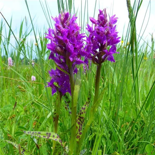 Breitblättriges Knabenkraut - Freilandorchidee