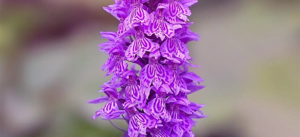 Übersehenes Knabenkraut- Freilandorchidee 1 kräftige, blühstarke Knolle