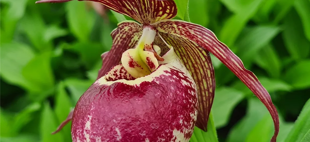 Gartenorchidee Frauenschuh kentuckiense x corrugatum 1 blühstarkes und bereits mehrtriebiges Rhizom