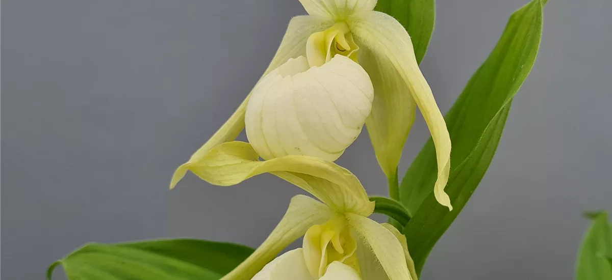 Gartenorchidee Frauenschuh 'Michael Pastell' (Hardy Orchid®) 1 blühstarkes und bereits mehrtriebiges Rhizom