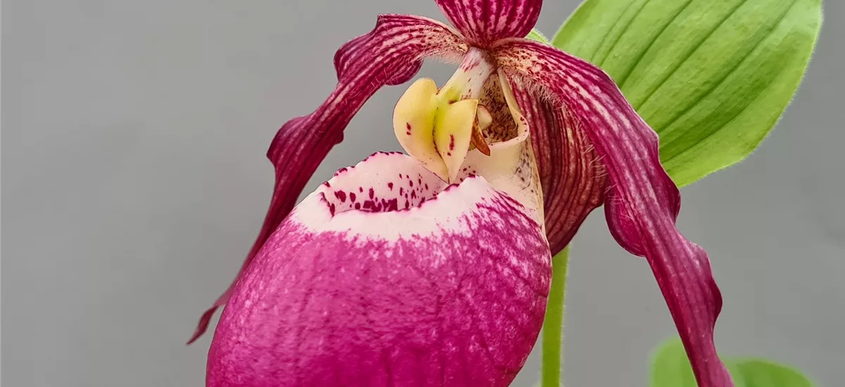 Gartenorchidee Frauenschuh 'Phillip dunkel' 1 blühstarkes und bereits mehrtriebiges Rhizom