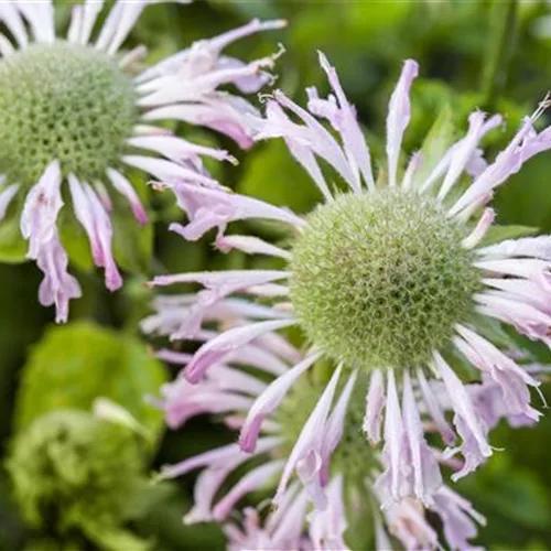 Monarda fistulosa 'Bee-Bright' -R-