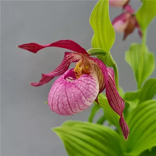 Gartenorchidee Frauenschuh 'Bärbel Schmidt'