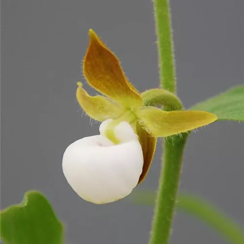 Gartenorchidee Kalifornischer Frauenschuh