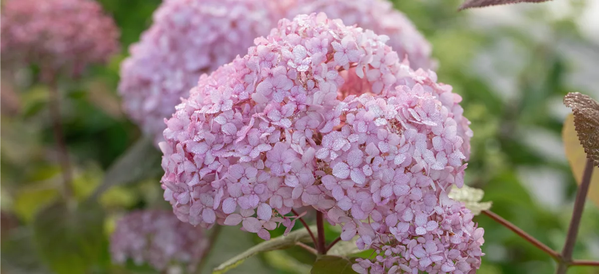 Hydrangea arbor.'Candybelle'® Bubblegum 12 Liter Topf Höhe 60-80