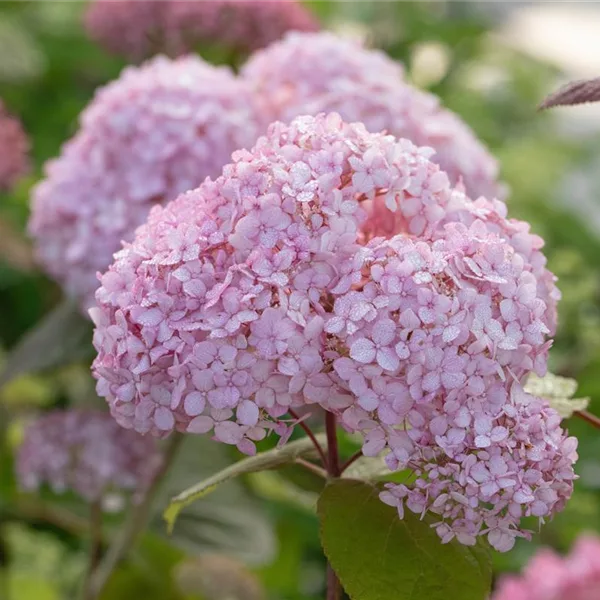 Hydrangea arbor.'Candybelle'® Bubblegum