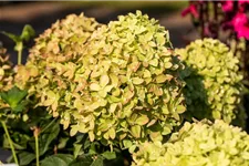 Hydrangea paniculata 'Little Lime'® PW 12 Liter Topf Höhe 60-80