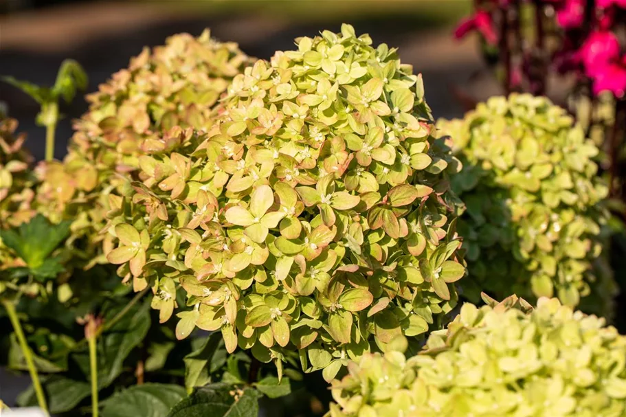 Hydrangea paniculata 'Little Lime'® PW 12 Liter Topf Höhe 60-80