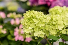 Hydrangea paniculata 'Little Lime'® PW 12 Liter Topf Höhe 60-80