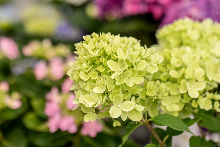 Hydrangea paniculata 'Little Lime'® PW 12 Liter Topf Höhe 60-80