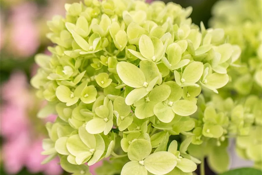 Hydrangea paniculata 'Little Lime'® PW 12 Liter Topf Höhe 60-80