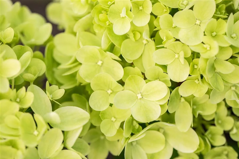 Hydrangea paniculata 'Little Lime'® PW 12 Liter Topf Höhe 60-80