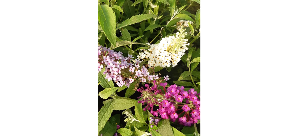 Buddleja 'BUZZ® Trio' weiß, blau, lila 7 Liter Topf