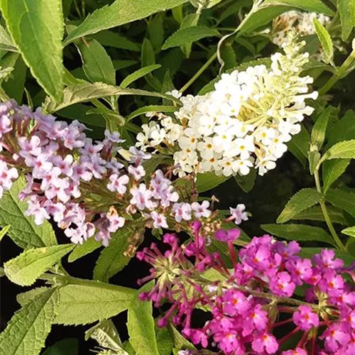 Buddleja 'BUZZ® Trio' weiß, blau, lila