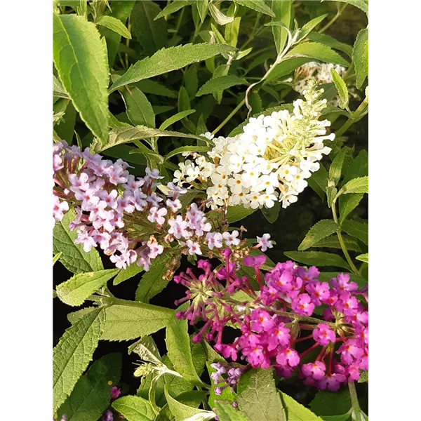 Buddleja 'BUZZ® Trio' weiß, blau, lila