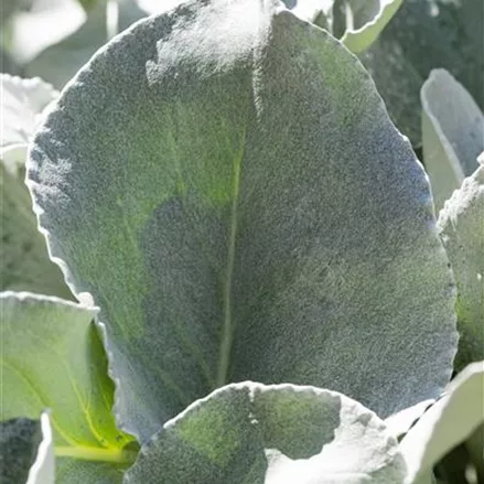 Senecio candidans 'Angel Wings' 