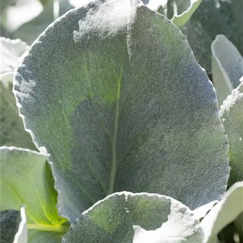 Senecio candidans 'Angel Wings' 