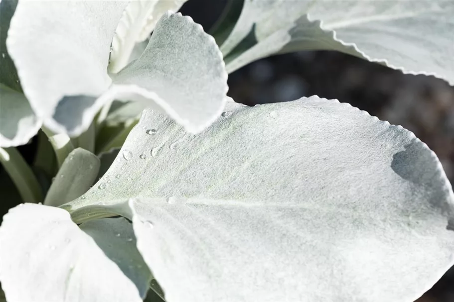 Senecio candidans 'Angel Wings' 12 cm