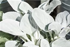 Senecio candidans 'Angel Wings' 12 cm