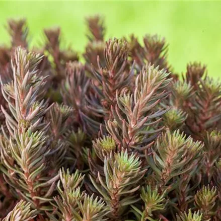 Sedum 'Chocolate Ball'