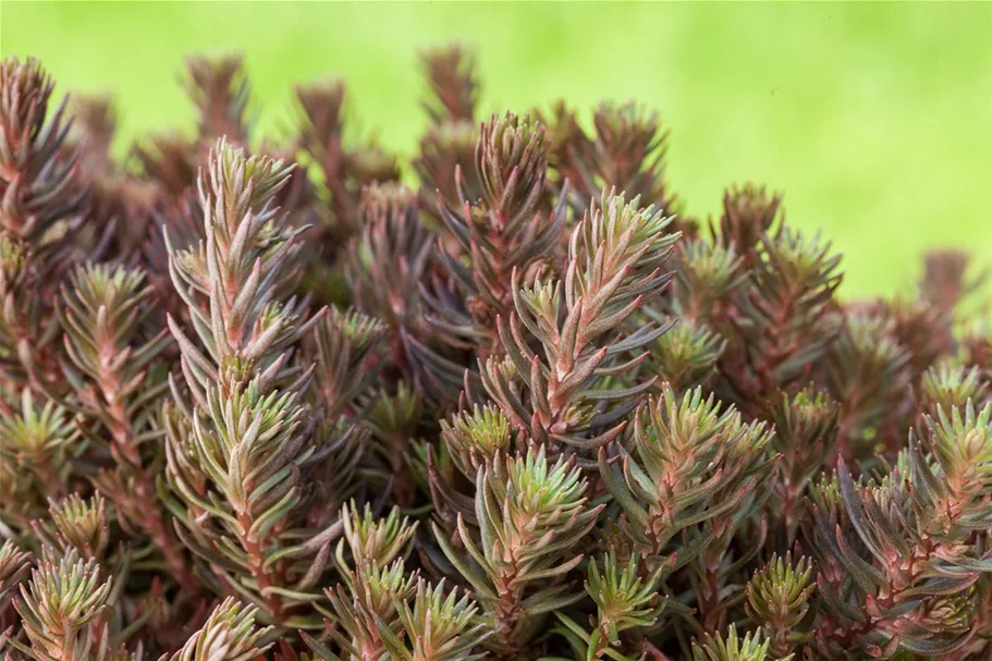 Sedum 'Chocolate Ball' 12 cm