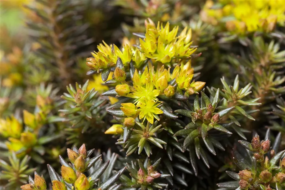 Sedum 'Chocolate Ball' 12 cm