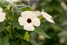 Schwarzäugige Susanne 'White Halo'(s) 12 cm