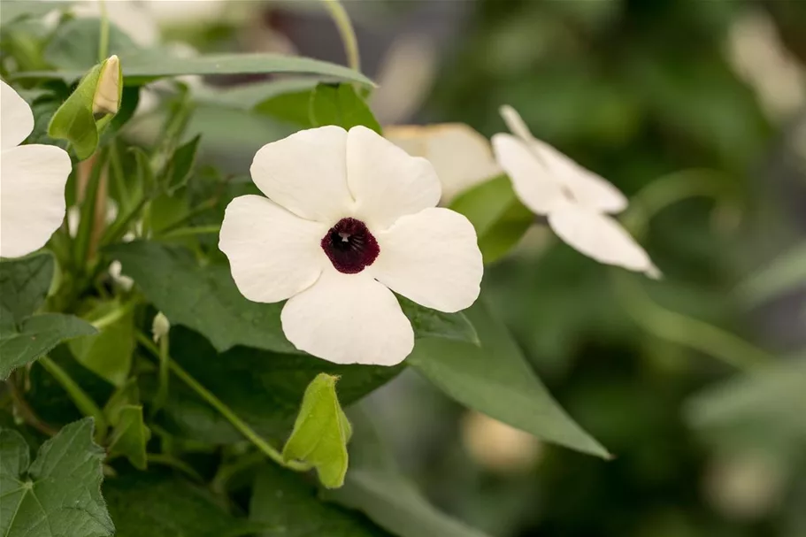 Schwarzäugige Susanne 'White Halo'(s) 12 cm