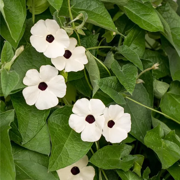 Schwarzäugige Susanne 'White Halo'(s) 