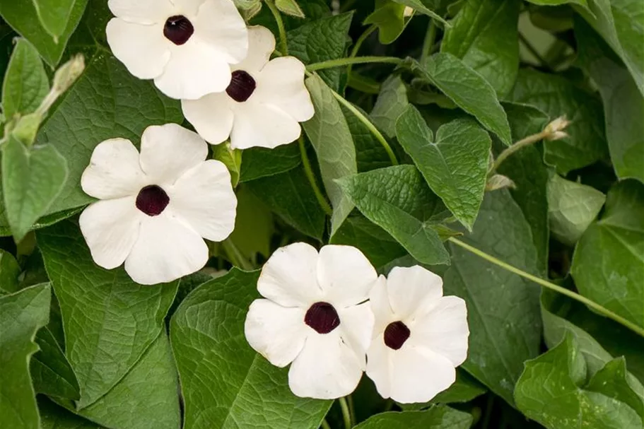 Schwarzäugige Susanne 'White Halo'(s) 12 cm