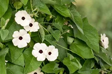 Schwarzäugige Susanne 'White Halo'(s) 12 cm