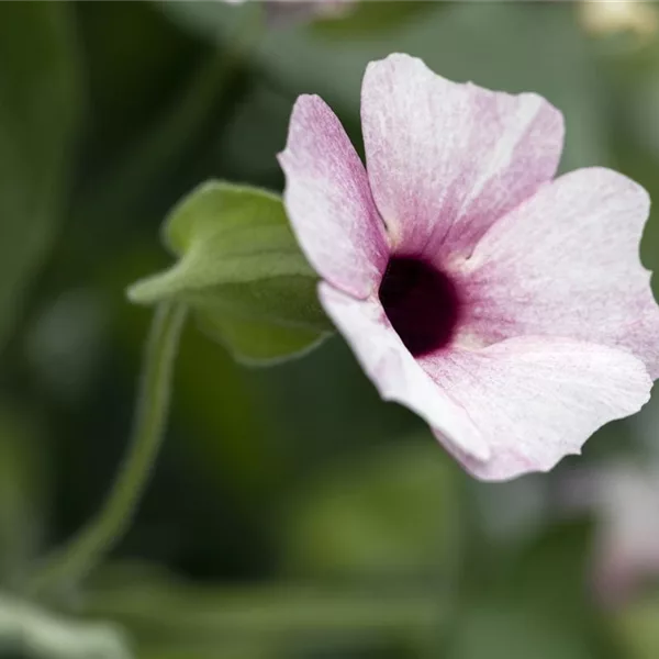 Schwarzäugige Susanne 'Rose Sensation'