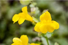 Gelbblühende Gauklerblume 9 x 9 cm Topf 0,5 Liter