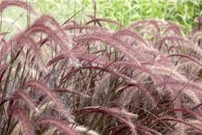 Pennisetum setaceum 'Rubrum' 13 cm